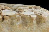 Mosasaur Jaws (Platecarpus) - Exceptional Preparation #110020-11